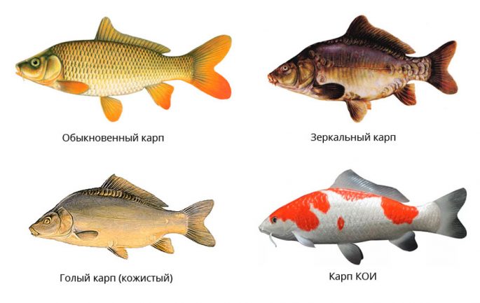 Carp: description of fish, habitat, types of carp, what it eats