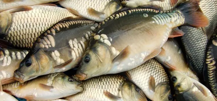 Carp fish: calories, composition, benefits and harms, recipes