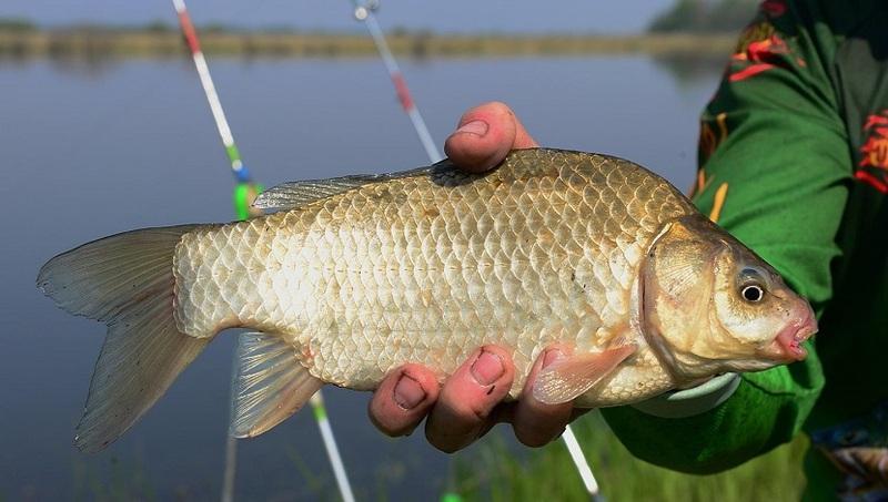 Carp fish: features of behavior and life