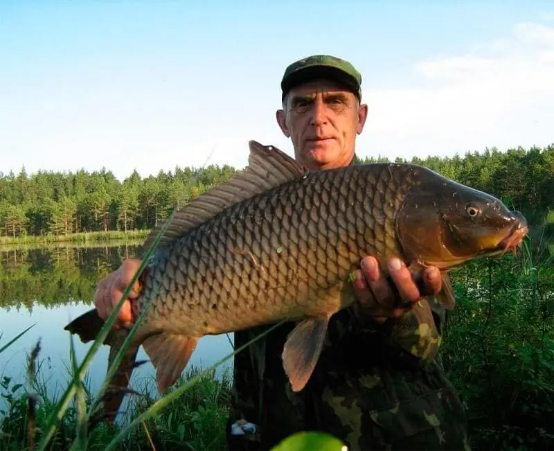 Carp fishing: features of catching a trophy specimen