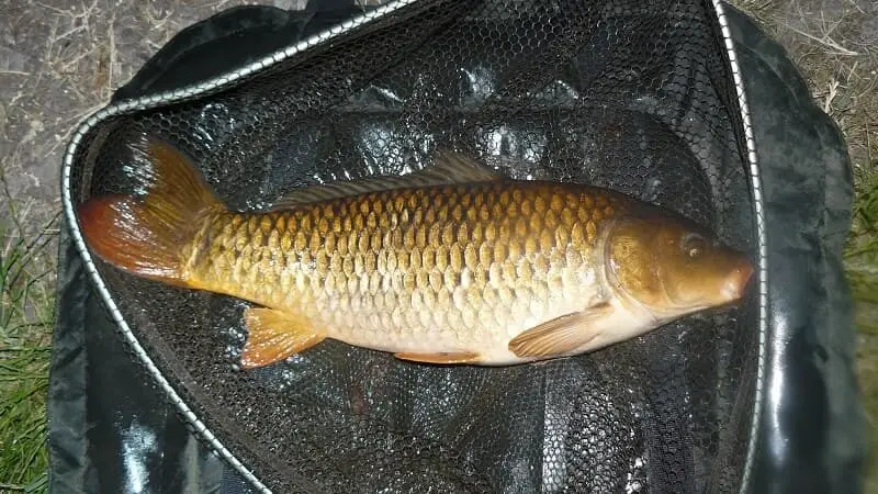 Carp fishing in autumn