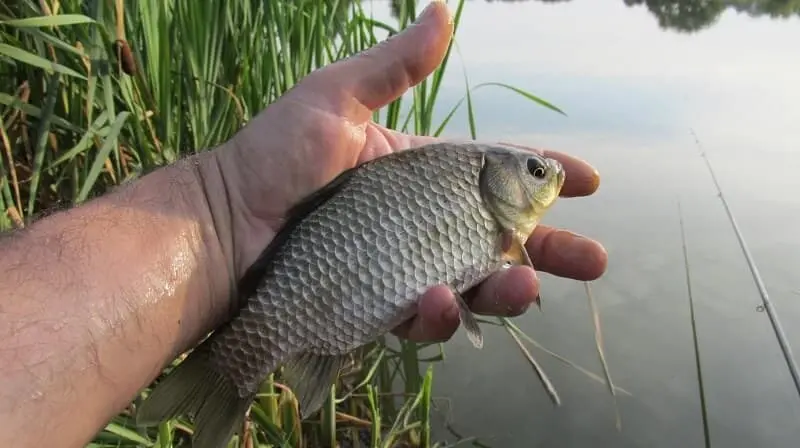 Carp fishing in October