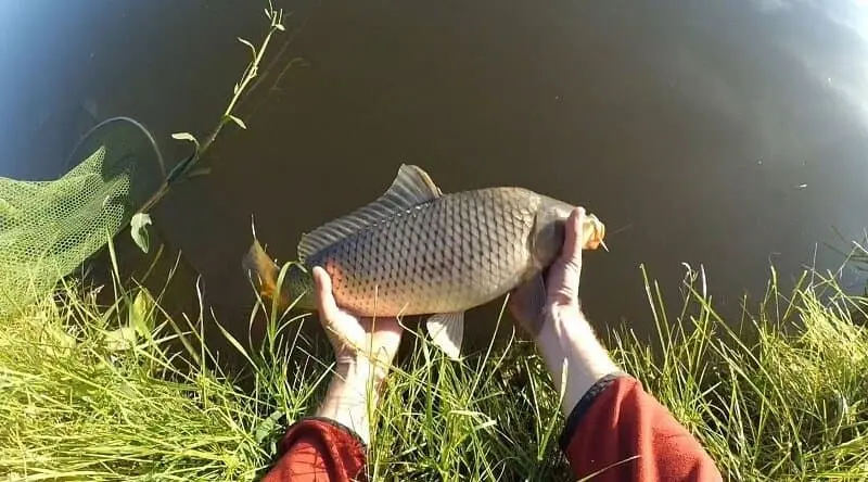 Carp fishing in October