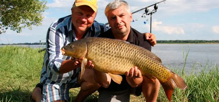 Carp fishing in the summer: tackle, bait and bait, how to catch carp