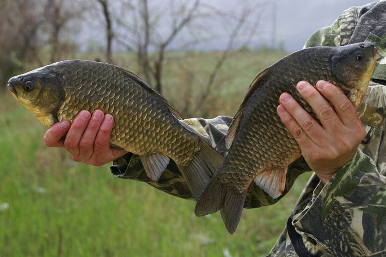Carp fishing: the best baits and baits, tackle and fishing tactics