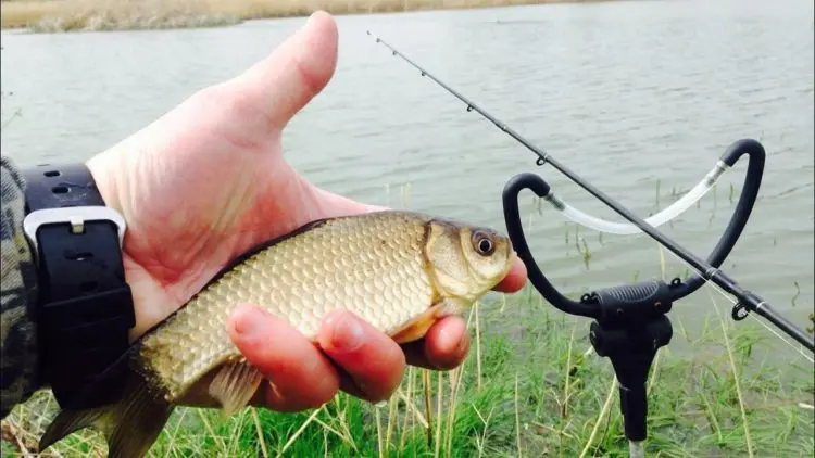 Carp fishing: the best baits and baits, tackle and fishing tactics