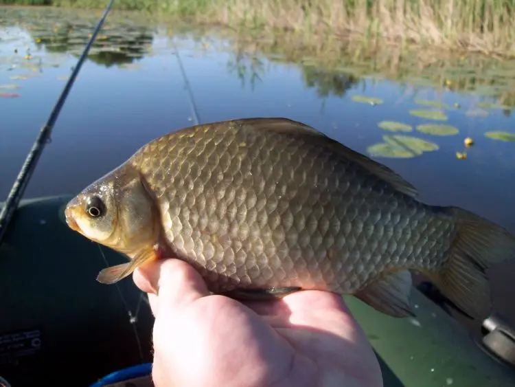 Carp fishing: the best baits and baits, tackle and fishing tactics