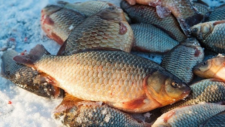 Carp fishing: the best baits and baits, tackle and fishing tactics
