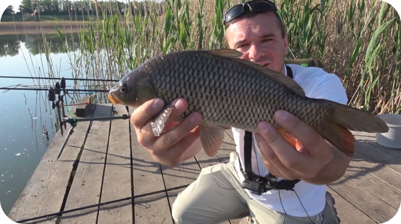 Carp fishing: what bites better, the best bait and tackle