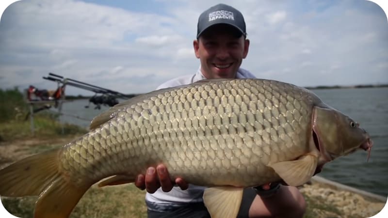 Carp fishing: what bites better, the best bait and tackle