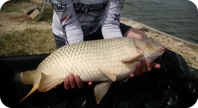 Carp fishing: what bites better, the best bait and tackle