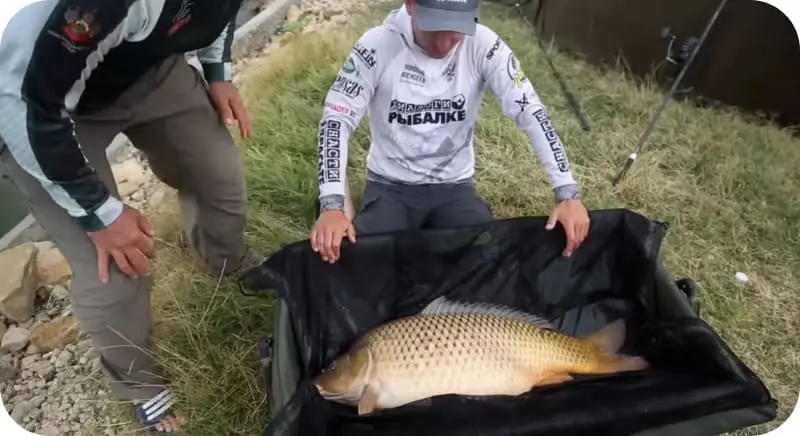 Carp fishing: what bites better, the best bait and tackle