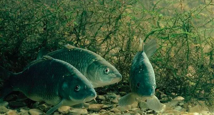 Carp spawning: when does spawning begin, at what temperature