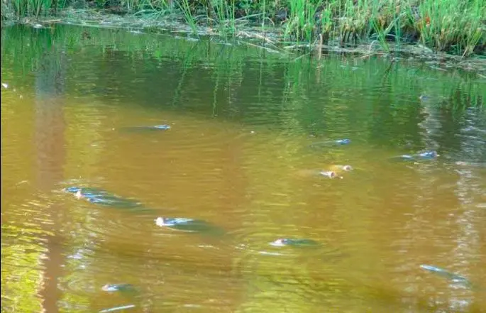 Carp spawning: when does spawning begin, at what temperature