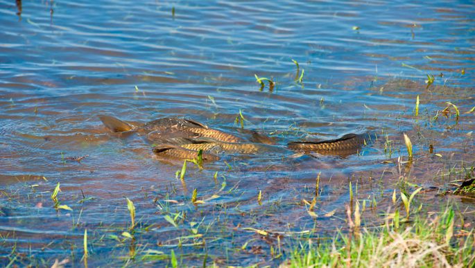 Carp spawning: when does spawning begin, at what temperature