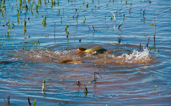 Carp spawning: when does spawning begin, at what temperature