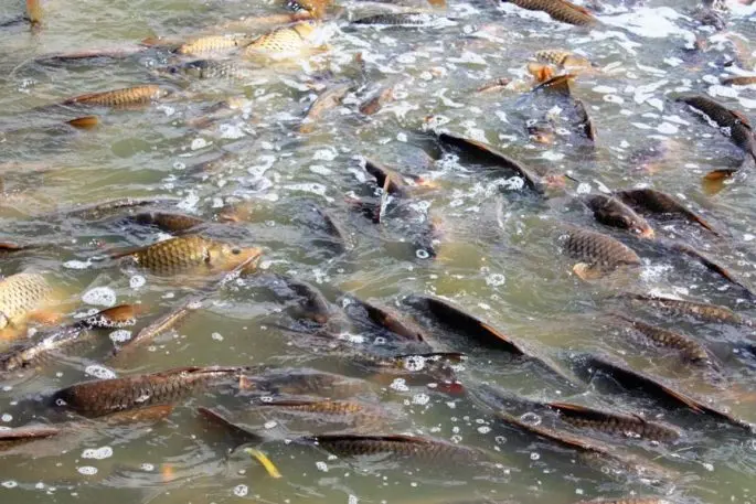 Carp spawning: when does spawning begin, at what temperature