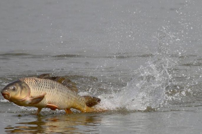 Carp spawning: when does spawning begin, at what temperature