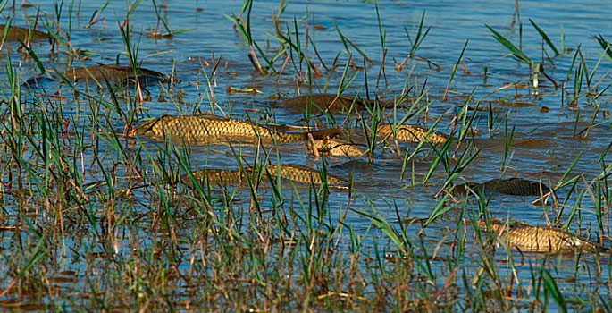 Carp spawning: when does spawning begin, at what temperature