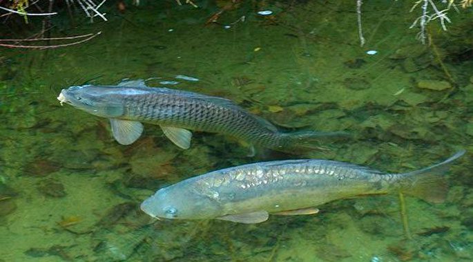 Carp spawning: when does spawning begin, at what temperature