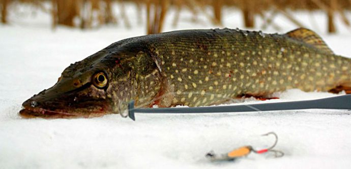 Catchable winter spinners: varieties and fishing techniques, Finnish spinners