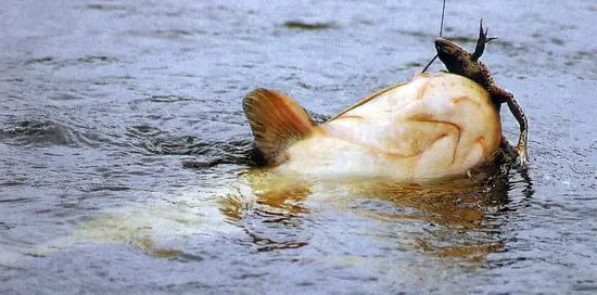 Catching a catfish for a frog from the shore and from a boat &#8211; video lesson