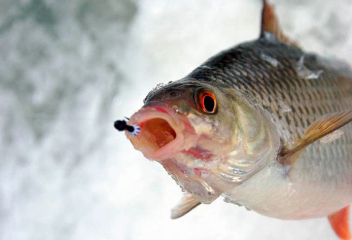 Catching a chebak in winter with a mormyshka, where to catch and at what time