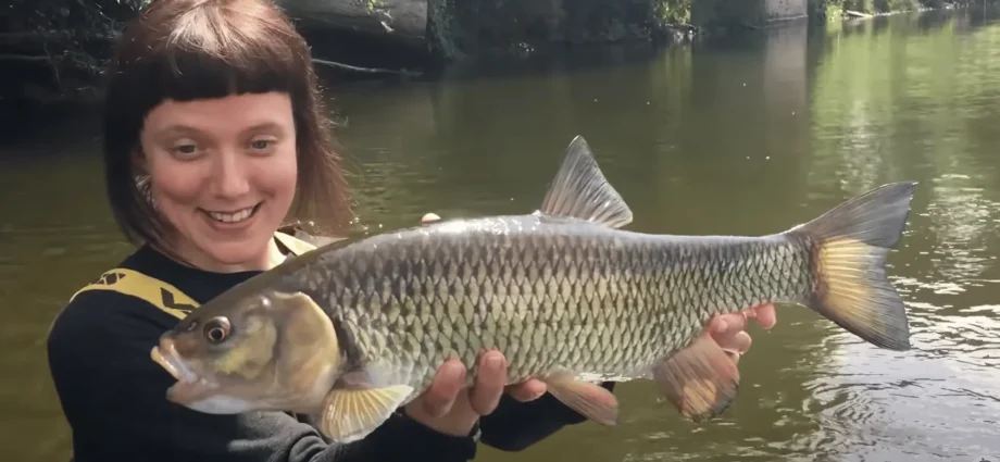 Catching a chub on a cockchafer: tackle for catching a chub in spring and summer