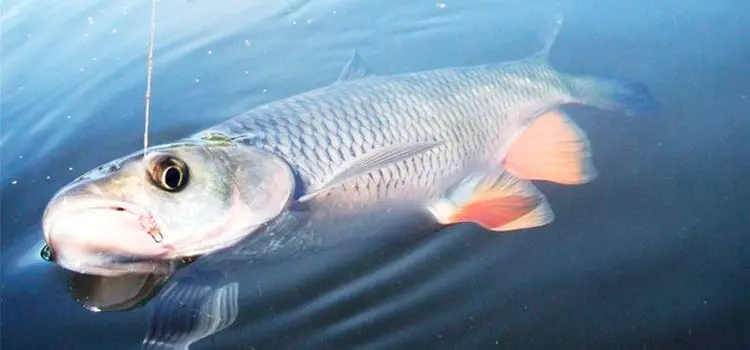 Catching a chub on a float rod: what to catch, tackle, bait