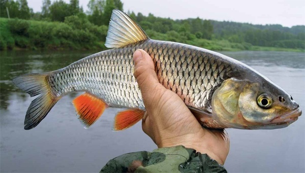 Catching a chub on a float rod: what to catch, tackle, bait