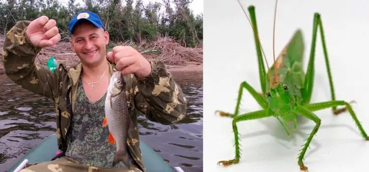 Catching a chub on a grasshopper without a float and with a float