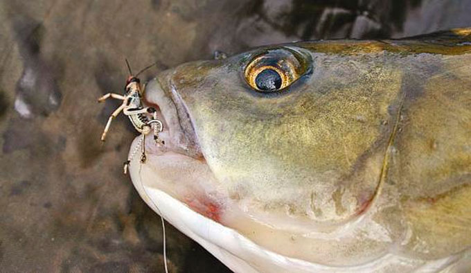 Catching a chub on a grasshopper without a float and with a float