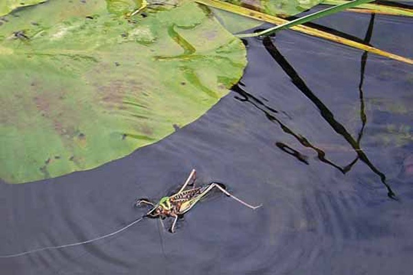 Catching a chub on a grasshopper without a float and with a float