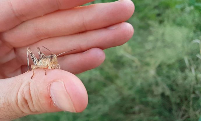 Catching a chub on a grasshopper without a float and with a float