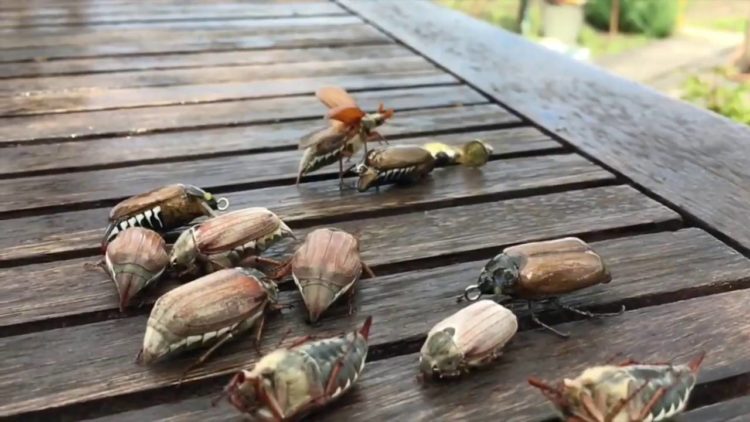 在 Maybug 上捕捉鰱魚：活餌和人工餌、釣具和裝置的比較，釣魚的微妙之處