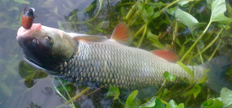 Catching a chub on a Maybug: fishing technique, equipment, tackle