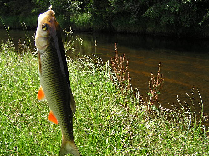 Catching a chub on a Maybug: fishing technique, equipment, tackle