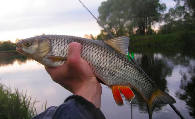 Catching a chub on a Maybug: fishing technique, equipment, tackle