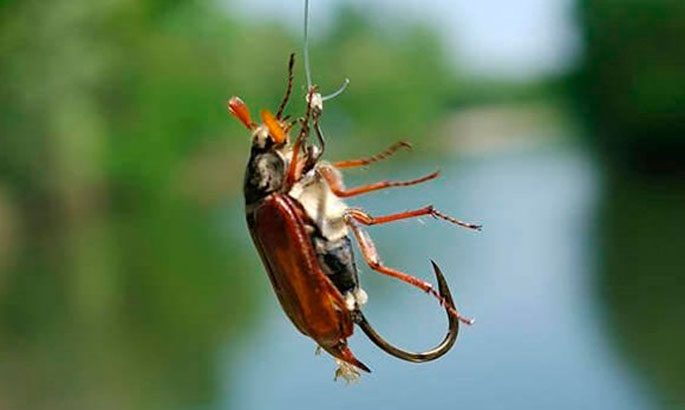 Catching a chub on a Maybug: fishing technique, equipment, tackle