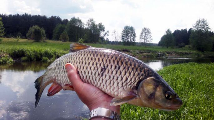 Catching a chub on a Maybug: fishing technique, equipment, tackle