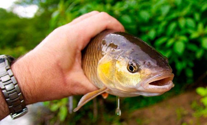 Catching a chub on a Maybug: fishing technique, equipment, tackle