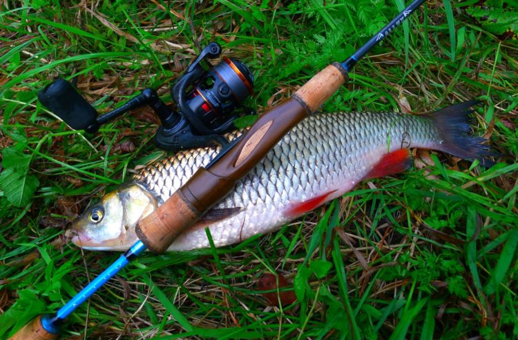 Catching a chub on a spinning rod: searching for fish, fishing techniques and a choice of catchy baits