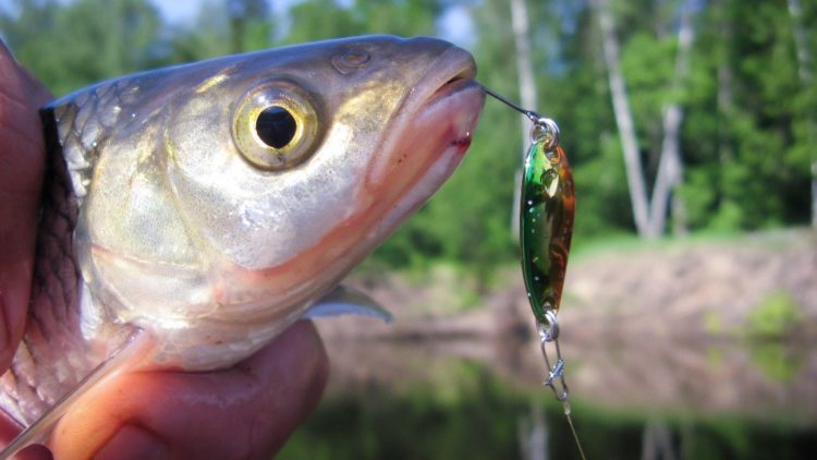 Catching a chub on a spinning rod: searching for fish, fishing techniques and a choice of catchy baits