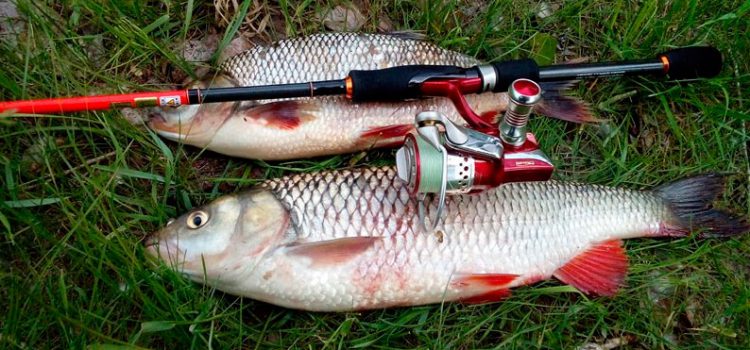 Catching a chub on spinning: the choice of spinning, bait and fishing technique