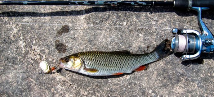 Catching a chub on spinning: the choice of spinning, bait and fishing technique