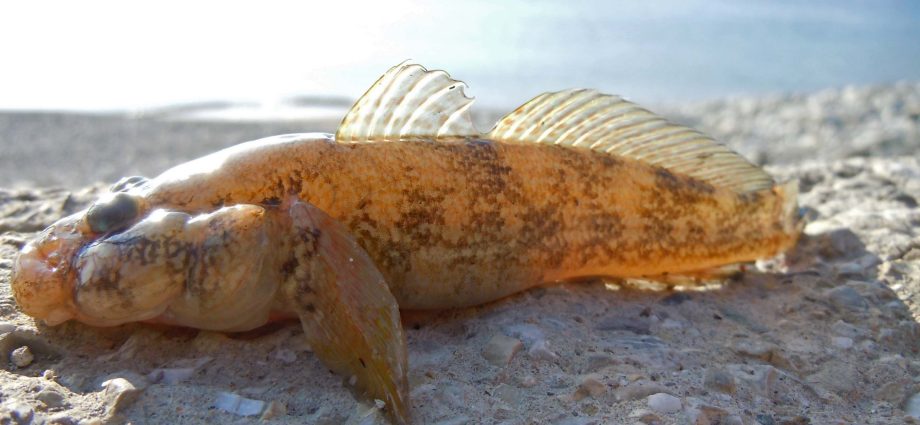 Menangkap ikan gobi di Laut Hitam: tekel untuk menangkap ikan gobi Azov dari pantai dan perahu
