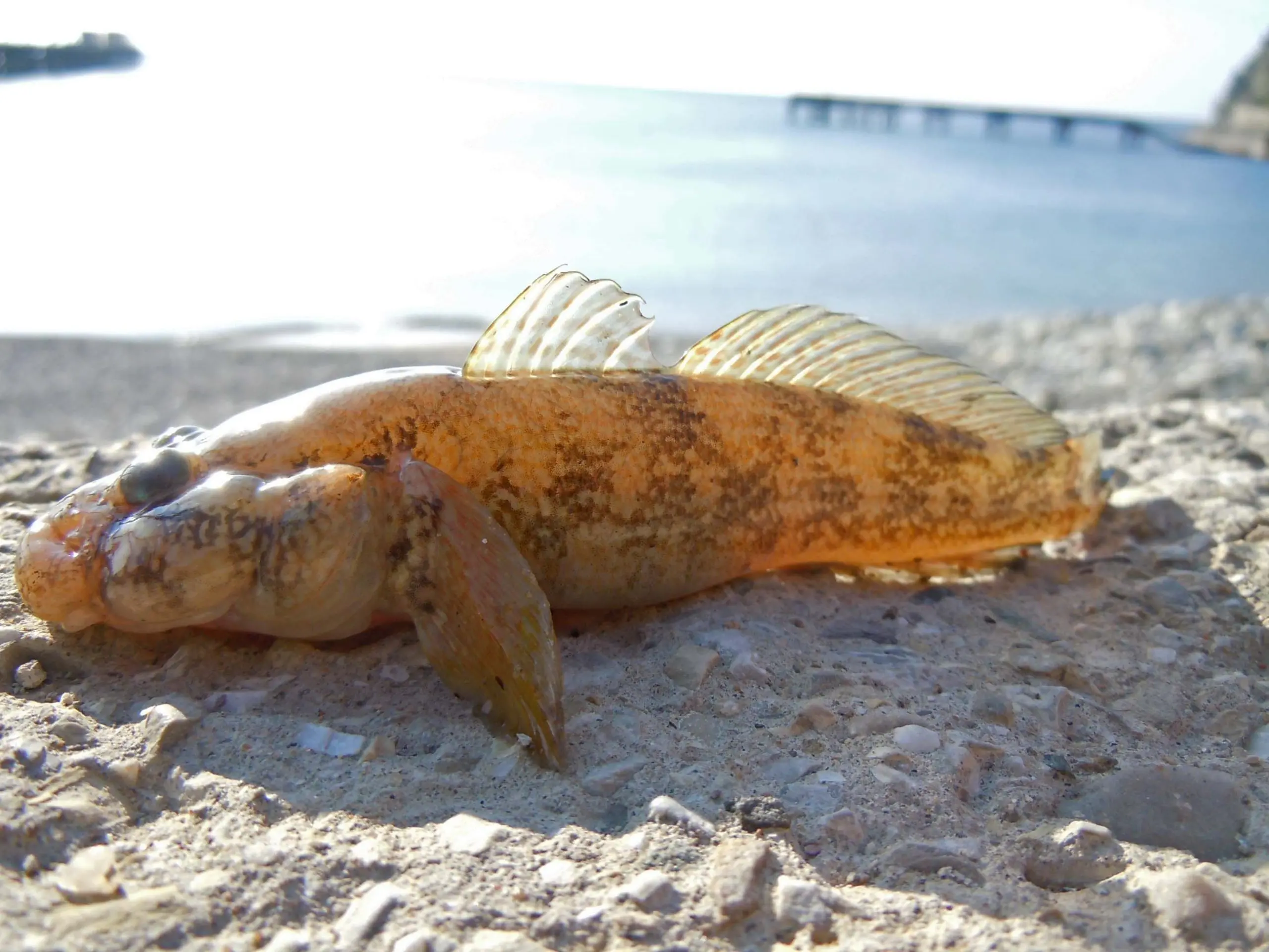 Catching a goby on the Black Sea: tackle for catching the Azov goby from the shore and boat