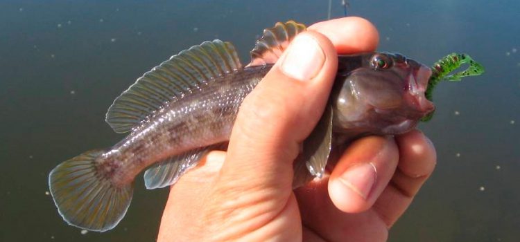 Catching a goby on the Sea of ​​Azov from the shore and boat