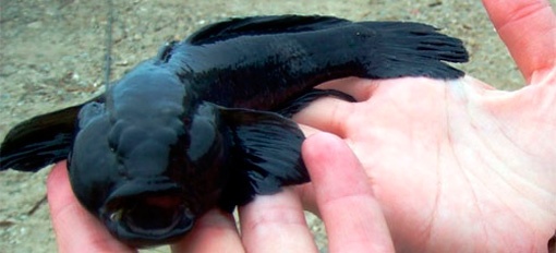 Catching a goby on the Sea of ​​Azov from the shore and boat