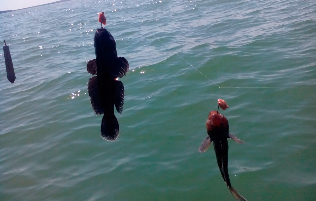 Catching a goby on the Sea of ​​Azov from the shore and boat